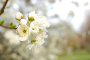 Spring Cleaning - Heather Edwards